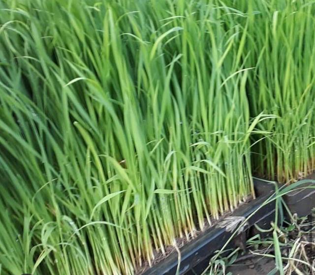 بانک نشاء نجفیان در بندر انزلی آبکنار