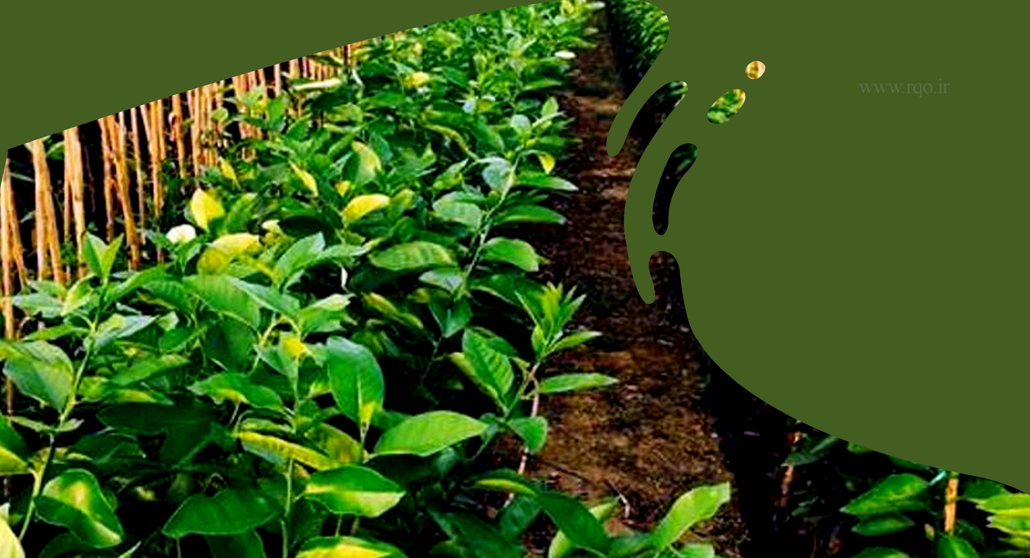 بهترین نهالستان در میاندوآب