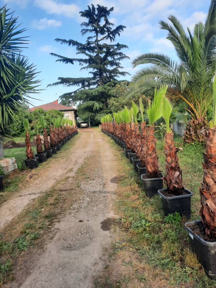 بهترین فروش گل و گیاه در رودسر تمیجان