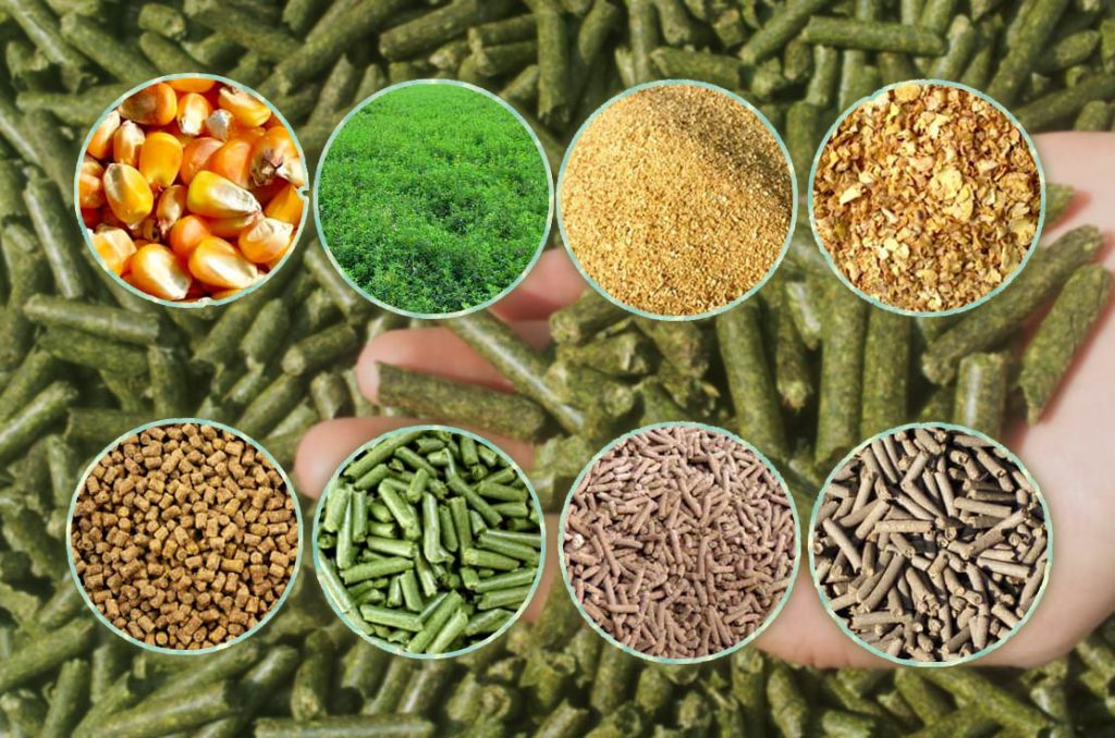 خوراک دام و طیور دانیکا در مبارکه